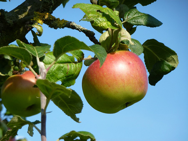apsolut spendet für den Erhalt von Flächen und Arten